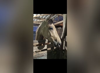 German Riding Pony, Stallion, 2 years, 13,2 hh, Buckskin