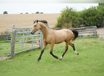 German Riding Pony, Stallion, 2 years, 13,2 hh, Buckskin