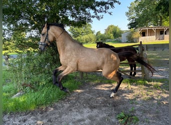 German Riding Pony, Stallion, 2 years, 13,2 hh, Buckskin