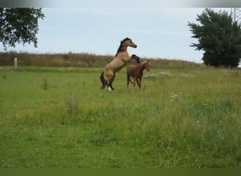 German Riding Pony, Stallion, 2 years, 13,2 hh, Buckskin