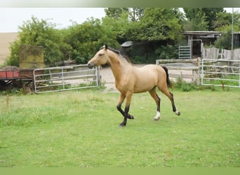 German Riding Pony, Stallion, 2 years, 13,2 hh, Buckskin