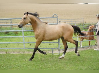 German Riding Pony, Stallion, 2 years, 13,2 hh, Buckskin