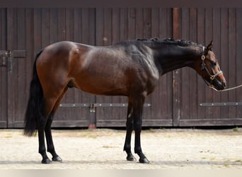 German Riding Pony, Stallion, 2 years, 14.1 hh, Bay-Dark