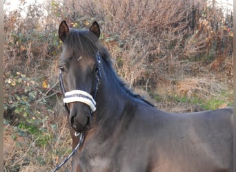 German Riding Pony, Stallion, 2 years, 14.1 hh, Black