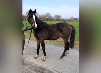 German Riding Pony, Stallion, 2 years, 14.1 hh, Brown
