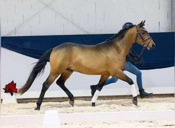 German Riding Pony, Stallion, 2 years, 14,1 hh, Brown