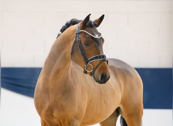 German Riding Pony, Stallion, 2 years, 14,1 hh, Brown