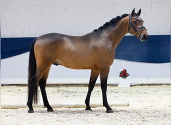 German Riding Pony, Stallion, 2 years, 14,1 hh, Brown