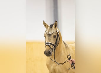 German Riding Pony, Stallion, 2 years, 14.1 hh, Buckskin