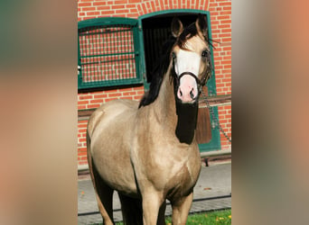 German Riding Pony, Stallion, 2 years, 14,1 hh, Buckskin