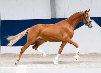German Riding Pony, Stallion, 2 years, 14.1 hh, Chestnut-Red