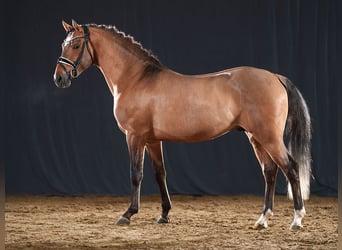 German Riding Pony, Stallion, 2 years, 14,1 hh, Dun