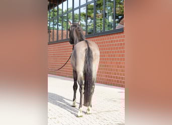 German Riding Pony, Stallion, 2 years, 14.1 hh, Dun German Riding Pony, Stallion, 2 years, 14.1 hh, Dun