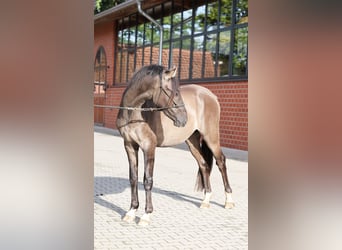German Riding Pony, Stallion, 2 years, 14.1 hh, Dun German Riding Pony, Stallion, 2 years, 14.1 hh, Dun