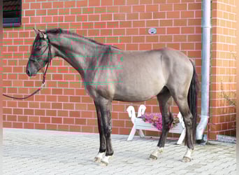 German Riding Pony, Stallion, 2 years, 14.1 hh, Dun German Riding Pony, Stallion, 2 years, 14.1 hh, Dun