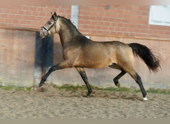 German Riding Pony, Stallion, 2 years, 14,1 hh, Dun