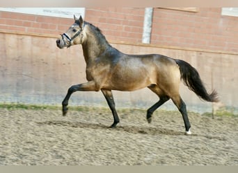 German Riding Pony, Stallion, 2 years, 14,1 hh, Dun