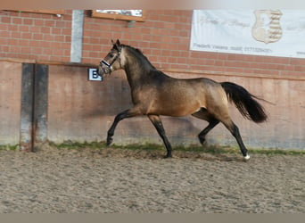 German Riding Pony, Stallion, 2 years, 14,1 hh, Dun