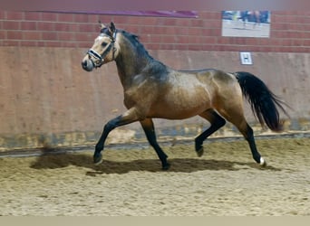 German Riding Pony, Stallion, 2 years, 14,1 hh, Dun