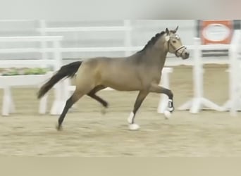 German Riding Pony, Stallion, 2 years, 14,1 hh, Dun