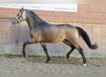 German Riding Pony, Stallion, 2 years, 14,1 hh, Dun