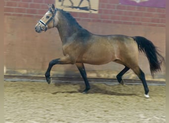 German Riding Pony, Stallion, 2 years, 14,1 hh, Dun