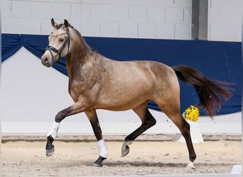 German Riding Pony, Stallion, 2 years, 14.1 hh, Dun