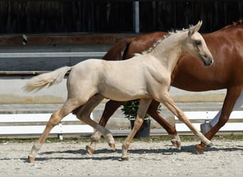 German Riding Pony, Stallion, 2 years, 14.1 hh, Palomino