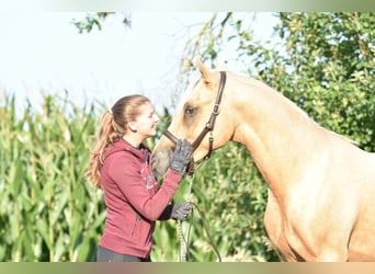 German Riding Pony, Stallion, 2 years, 14,1 hh, Palomino