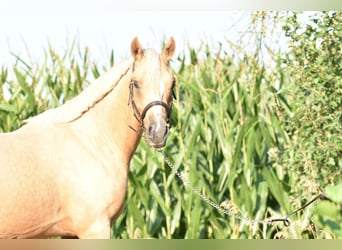 German Riding Pony, Stallion, 2 years, 14,1 hh, Palomino