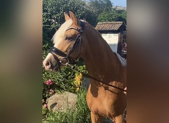 German Riding Pony, Stallion, 2 years, 14.1 hh, Palomino German Riding Pony, Stallion, 2 years, 14.1 hh, Palomino