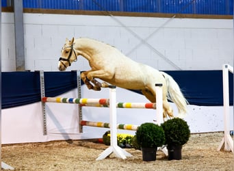 German Riding Pony, Stallion, 2 years, 14,1 hh, Palomino