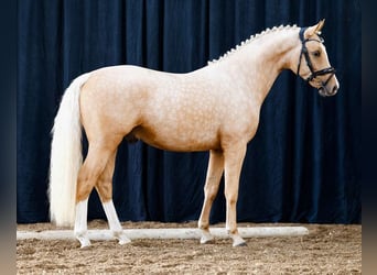 German Riding Pony, Stallion, 2 years, 14,1 hh, Palomino