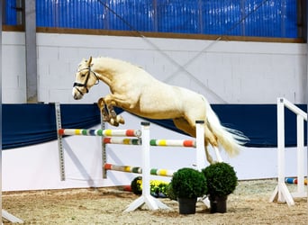 German Riding Pony, Stallion, 2 years, 14,1 hh, Palomino