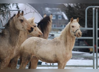 German Riding Pony, Stallion, 2 years, 14.1 hh, Palomino