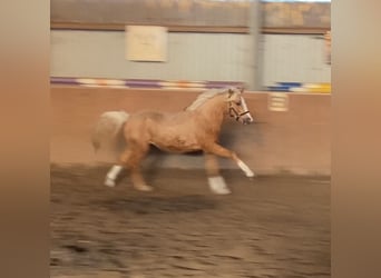 German Riding Pony, Stallion, 2 years, 14.1 hh, Palomino