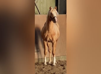 German Riding Pony, Stallion, 2 years, 14.1 hh, Palomino