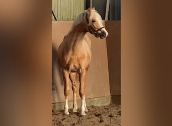 German Riding Pony, Stallion, 2 years, 14.1 hh, Palomino