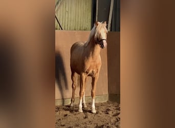 German Riding Pony, Stallion, 2 years, 14.1 hh, Palomino
