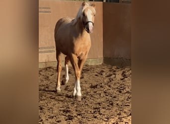 German Riding Pony, Stallion, 2 years, 14.1 hh, Palomino
