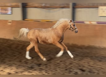 German Riding Pony, Stallion, 2 years, 14.1 hh, Palomino