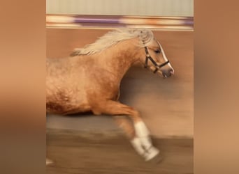 German Riding Pony, Stallion, 2 years, 14.1 hh, Palomino
