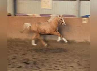 German Riding Pony, Stallion, 2 years, 14.1 hh, Palomino