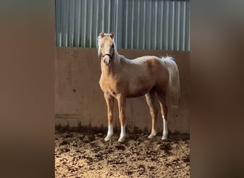German Riding Pony, Stallion, 2 years, 14.1 hh, Palomino