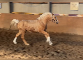 German Riding Pony, Stallion, 2 years, 14.1 hh, Palomino