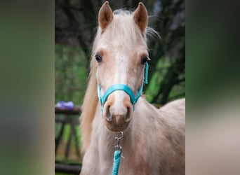 German Riding Pony, Stallion, 2 years, 14,1 hh, Palomino