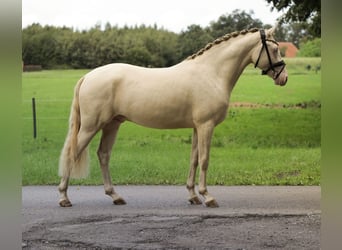 German Riding Pony, Stallion, 2 years, 14.1 hh, Perlino