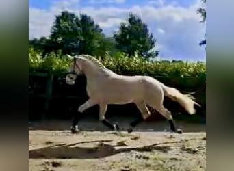 German Riding Pony, Stallion, 2 years, 14.1 hh, Perlino
