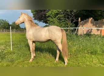 German Riding Pony, Stallion, 2 years, 14.1 hh, Perlino