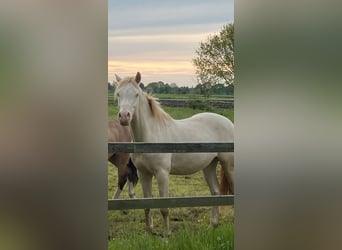 German Riding Pony, Stallion, 2 years, 14.1 hh, Perlino